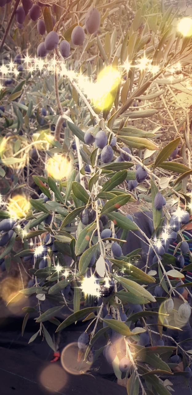 سناء سامي صالح الطويل 