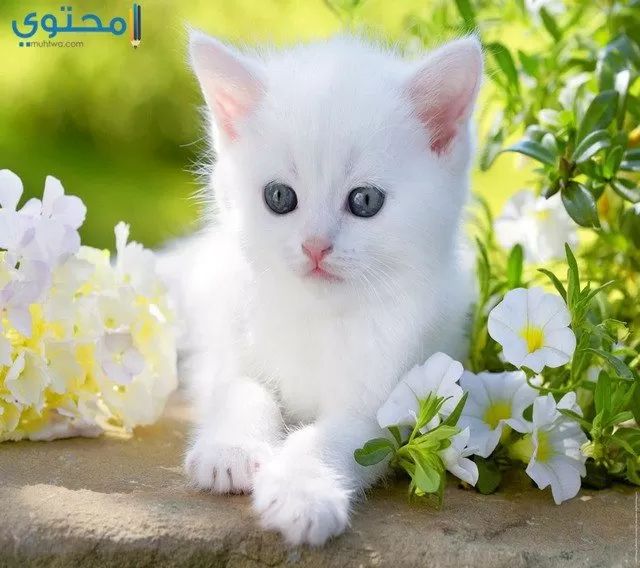 سناء وليد عوض جرار